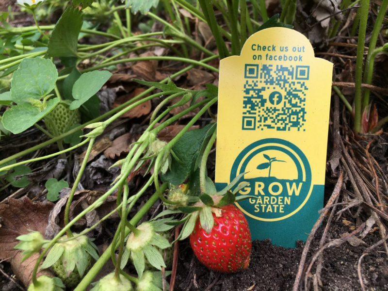 Strawberries growing in garden alongside Grow Garden State sign