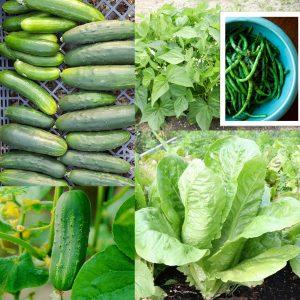 Cucumbers, lettuce, and green beans from a garden